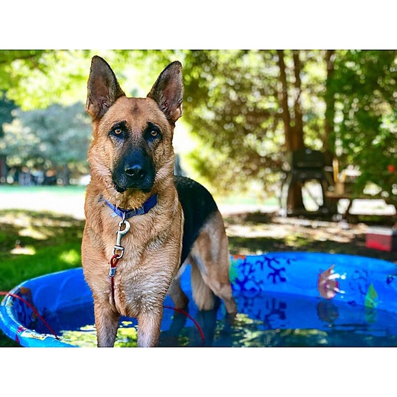 Meet your Posher, Brittany - Picture 4 of 8